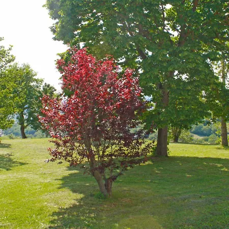 Montebello By Interhome Monterchi